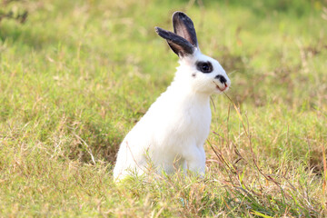 Happy cute white with black spot fluffy bunny standing on two hind legs in green grass nature background, long ears rabbit standing on hind legs in wild meadow, adorable pet animal in spring backyard.