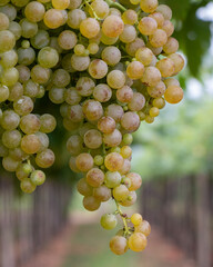 fresh ripe bunches of grapes