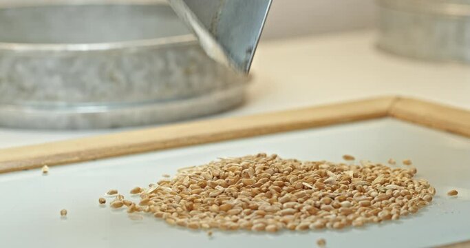 Laboratory Selection and Analysis of Wheat Grains