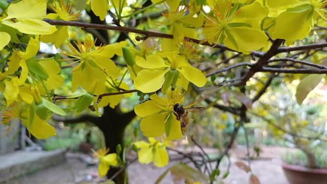 Little bee seeking nectar from yellow apricot pistils or ochna integerrima pistils in the garden at Mekong Delta Vietnam.