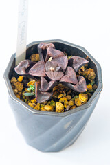 Haworthia Correcta Pink Sweetheart plant succulent in pot. Pink little flower on white background