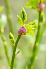 Closeup of damaged European blueberry flowers after morning frost in May in Estonian forest