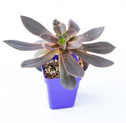 Echeveria Serrano plant succulent in pot. Purple little flower on white background