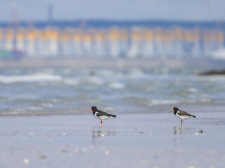 Eurasian Oystercatcher standing on the beach near water