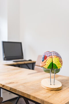 A colorful anatomical model of the human brain displayed on a wooden stand on a desk, with a laptop in the background in a clean, modern office setting