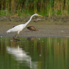 A Great Egret standing in a pond