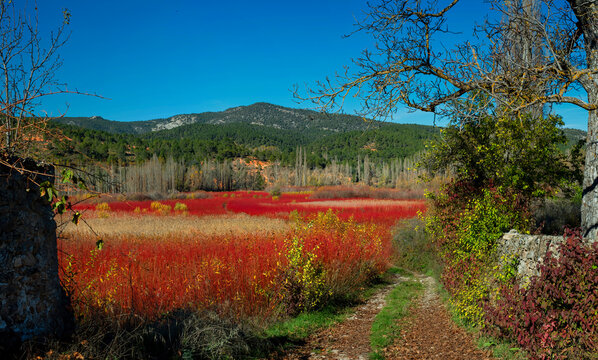 A serene path leading through the striking red wicker fields of Cuenca, with leafless poplar trees and a mountain backdrop under a clear sky