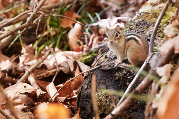 Naklejka na ściany i meble A chipmunk standing on a trunk in the forest looking at the camera