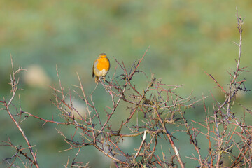 A cute little European robin sitting on a small branch