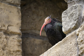 A Northern Bald Ibis sitting on a wall