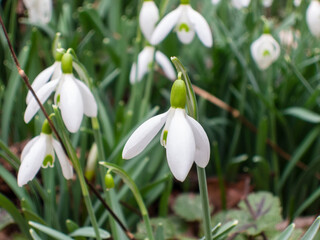 Classic snowdrop