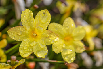 A macro shot of a wet winter jasmine bloom.