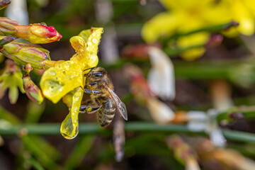 Bee collecting honey from yellow flowers of winter jasmine - Jasminum nudiflorum