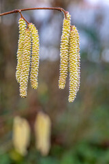 Close-up of male Hazel inflorescence Catkins, Corylus avellana, selective focus, in spring with diffused bokeh background