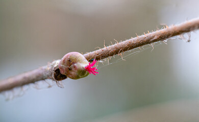 common hazel - Corylus avellana - female flowers close up