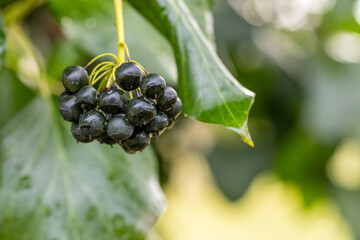 Close up of ripe common ivy - hedera helix - berries