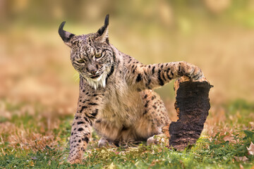 Iberian lynx playing with a log in its natural habitat.