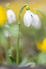 Tiny insect on a snowdrop - early spring close-up white flowers and yellow background, macro
