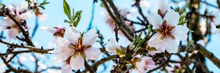 Almond trees in bloom panorama. Almond flower blossoms against blue sky, a fresh spring panoramic banner - 739969431