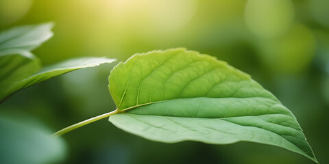 Obraz premium close up of green leaf