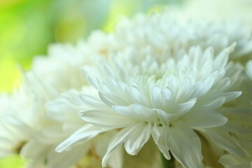 Dew on the petals of a white Chrysanthemum. Fresh flowers in a summer cottage