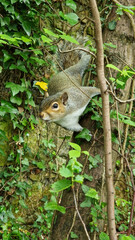 A charming Eastern Gray Squirrel, capturing the essence of agility and curiosity in the heart of nature's playground.