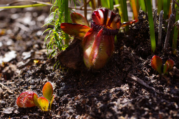 Albany pitcher plant (Cephalotus follicularis), adult plant and seedling, in natural habitat,...