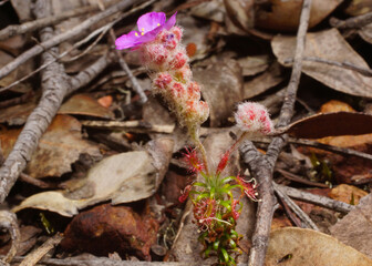 Carnivorous pygmy sundew Drosera lasiantha with pink flower and flower stalk covered in wooly hairs, in natural habitat, Western Australia