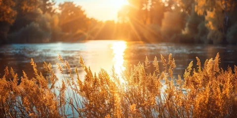  Serene landscape of reed meadow by river at sunset picturesque scene capturing tranquil beauty of nature with golden sunlight reflecting on water perfect for backgrounds depicting environments © Bussakon