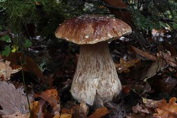 cèpe, ou bolet poussant dans les bois à l'automne en Limousin