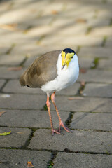 Portrait of a masked chick. Vanellus miles. Masked lapwing. 
