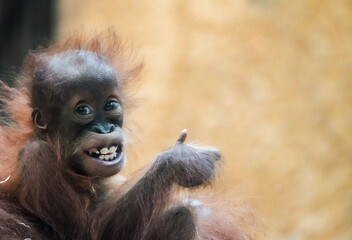 Portrait of a young orangutan baby. Cute grinning monkey shows thumbs up. Everything fine.
