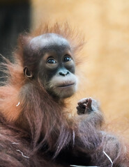 Portrait of a young orangutan baby. Sweet monkey.
