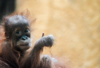 Portrait of a young orangutan baby. Cute monkey shows thumbs up. Everything fine.
