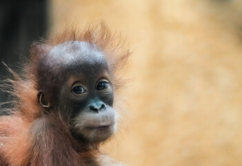 Portrait of a young orangutan baby. Sweet monkey.
