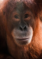 Portrait of an orangutan. Animal in close-up.
