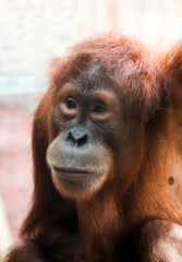 Portrait of an orangutan. Animal in close-up.
