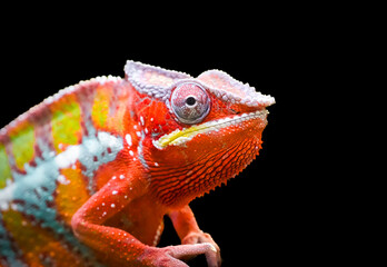 Side portrait of a panther chameleon with colorful skin coloring. Furcifer pardalis. Reptile close-up against a black background.
