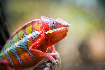 Side portrait of a panther chameleon with colorful skin coloring. Furcifer pardalis. Reptile...