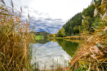 Poplar forest lake near Berghaupten in the Black Forest. Idyllic autumn landscape by the lake.
