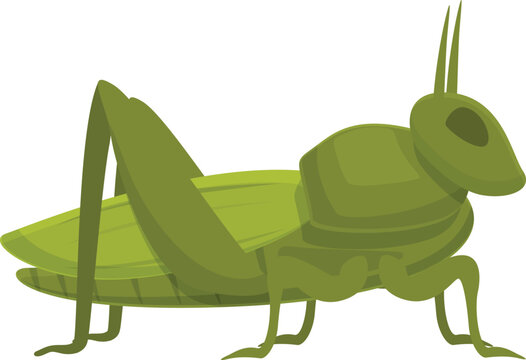 Cricket grasshopper icon cartoon vector. Animal insect. Amusing creature