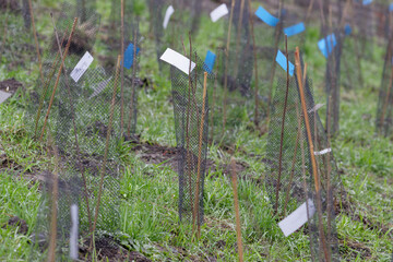 plantation petite foret