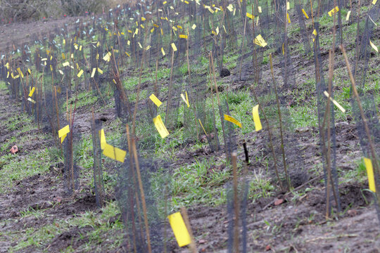 plantation petite foret