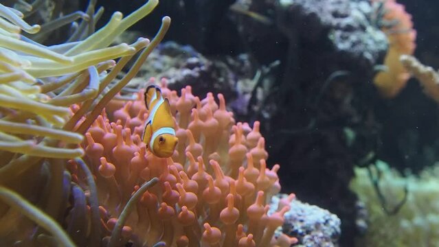 clown fish in anemone slow motion