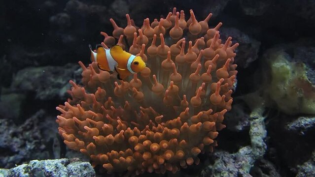 clown fish in anemone slow motion