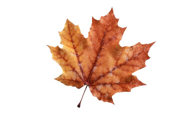 A single maple leaf is shown placed emphasizing its shape and color. Isolated on a Transparent Background PNG.