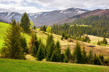 beautiful view of carpathian countryside in spring. mountainous rural landscape of ukraine with forested rolling hills and grassy meadows on a cloudy day in dappled light