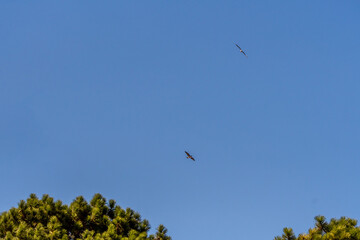 Gaviota en las Islas Cíes, Galicia.