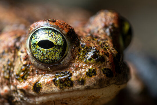Extreme close-up of a natterjack toad's eye, highlighting the intricate iris pattern and textured skin