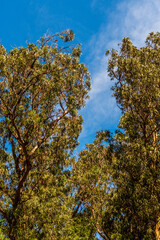 Obraz premium Flora en las Islas Cíes, Galicia.